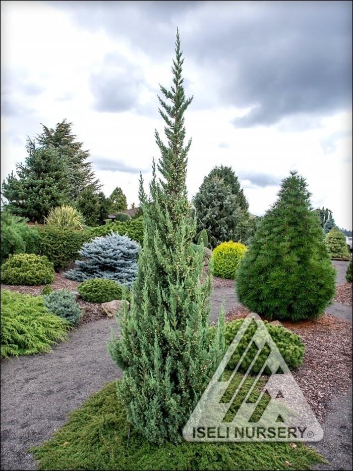 Juniperus Chinensis 'trautman' - View 1 from www redcrocus com