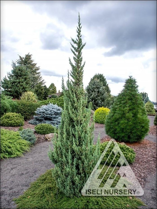 Juniperus Chinensis 'trautman' - View 1 from www redcrocus com