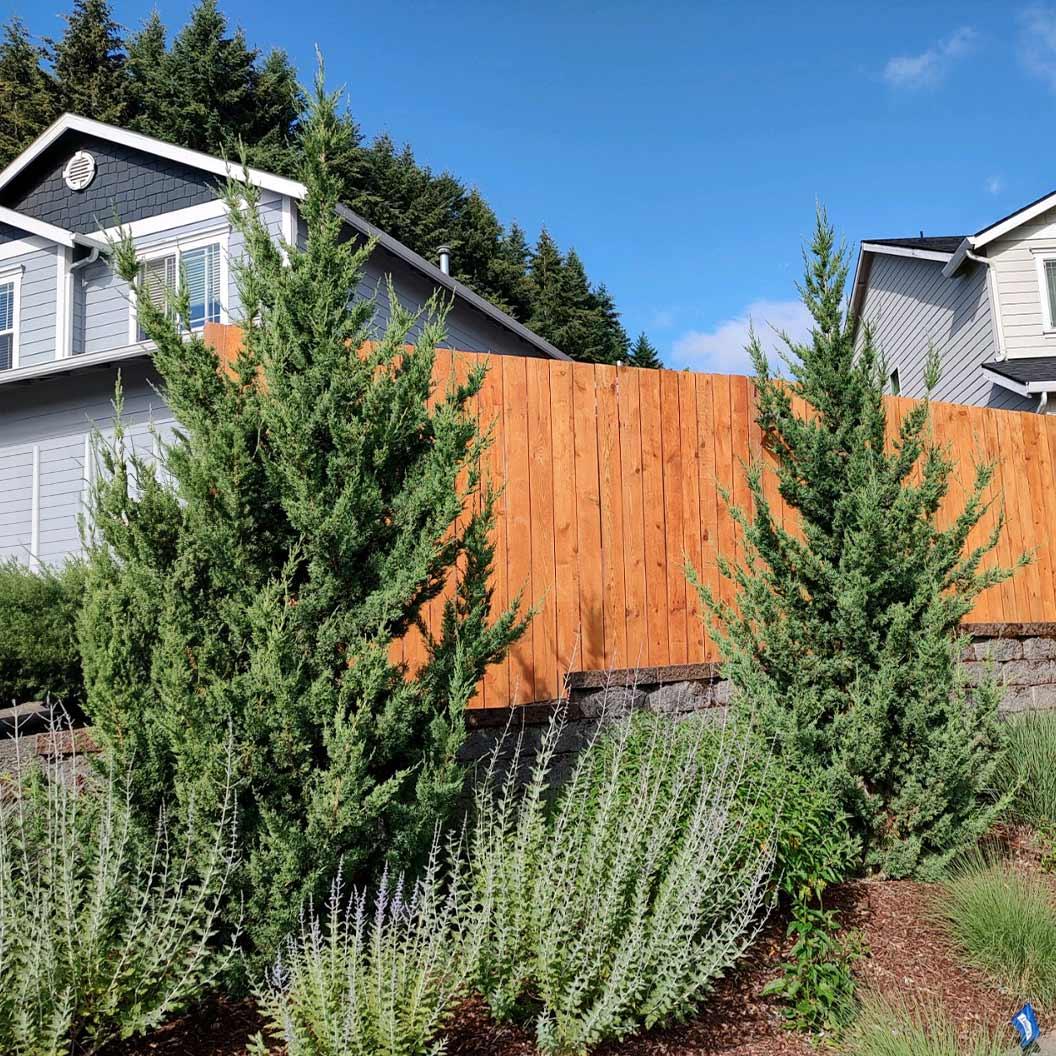 Juniperus Chinensis 'trautman' - View 20 from www redcrocus com