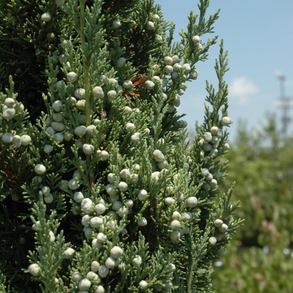 Juniperus Chinensis 'trautman' - View 21 from www redcrocus com