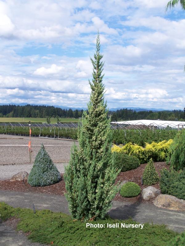 Juniperus Chinensis 'trautman' - View 22 from www redcrocus com