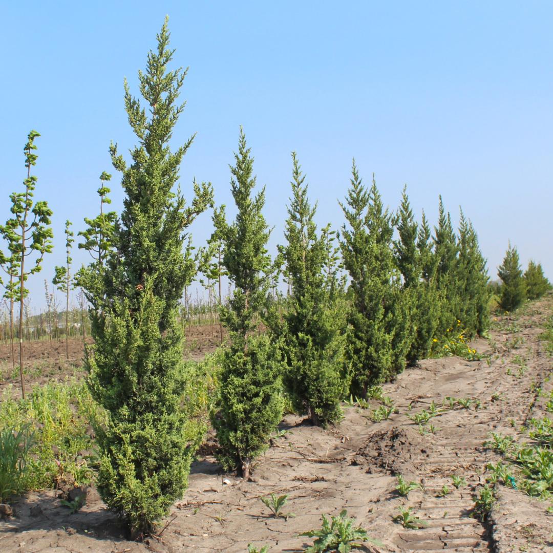 Juniperus Chinensis 'trautman' - View 23 from www redcrocus com