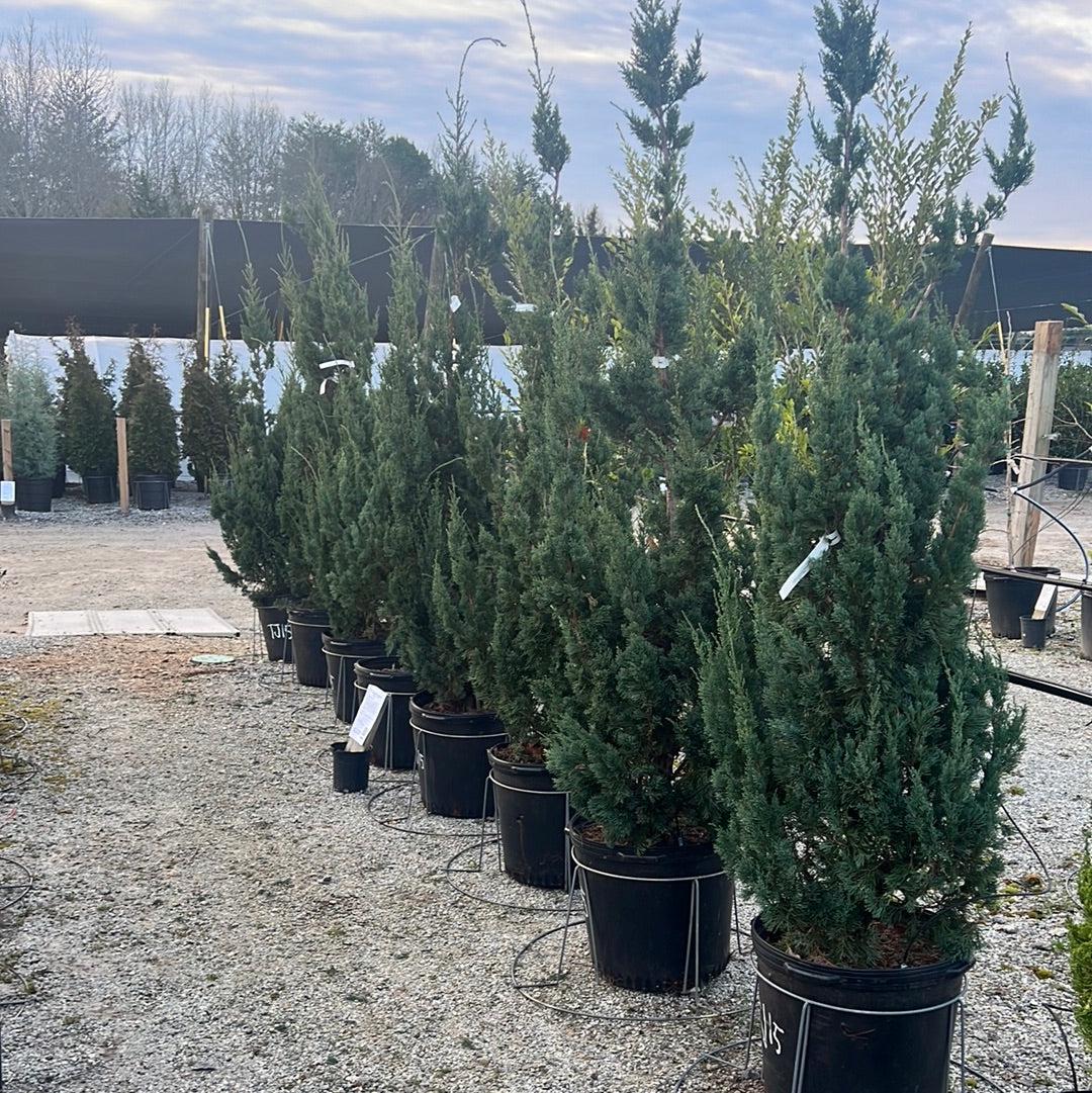 Juniperus Chinensis 'trautman' - View 24 from www redcrocus com