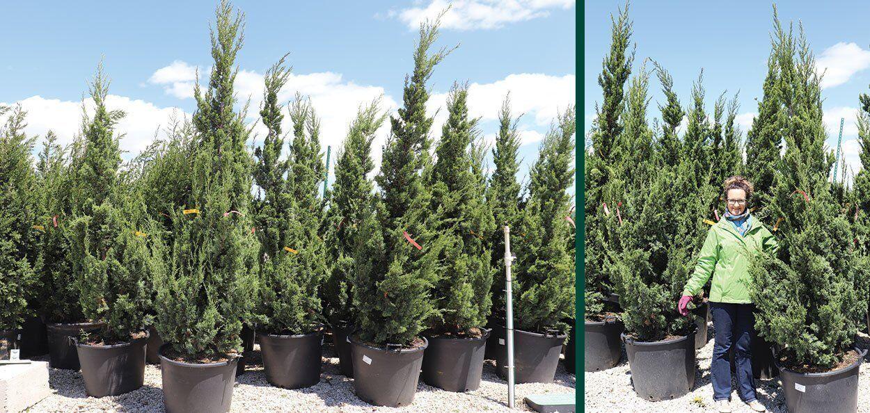 Juniperus Chinensis 'trautman' - View 25 from www redcrocus com
