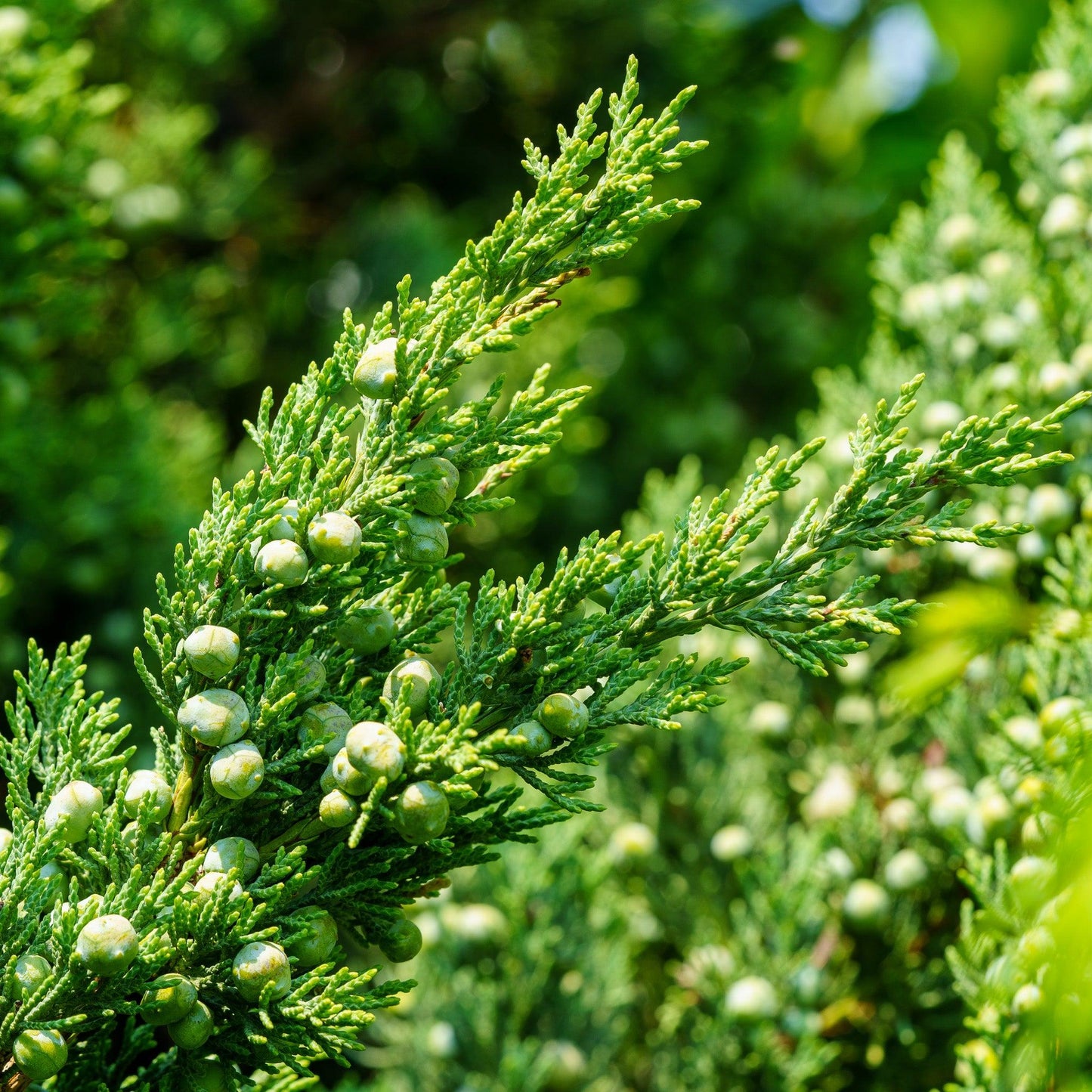 Juniperus Chinensis 'trautman' - View 27 from www redcrocus com