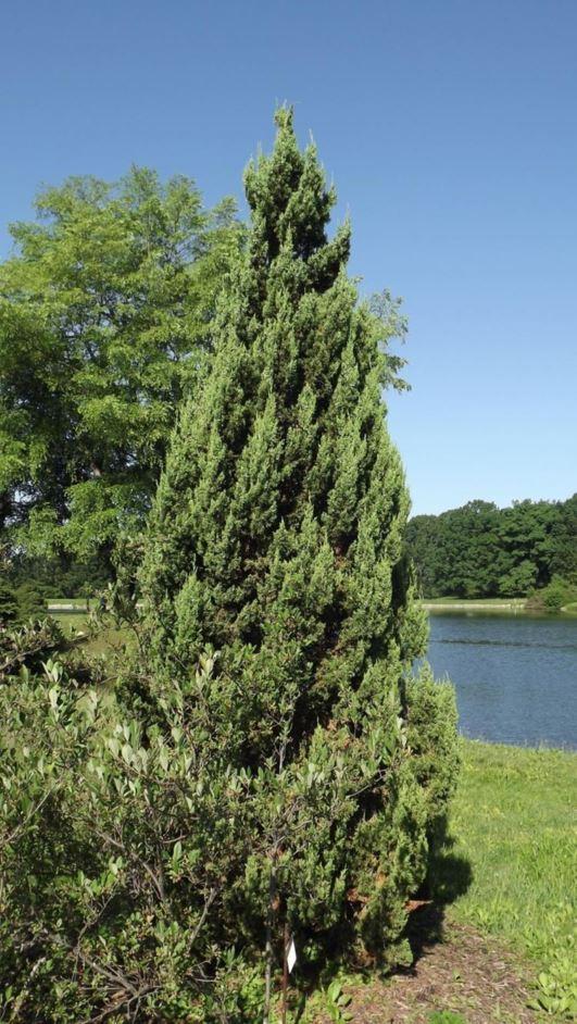 Juniperus Chinensis 'trautman' - View 28 from www redcrocus com