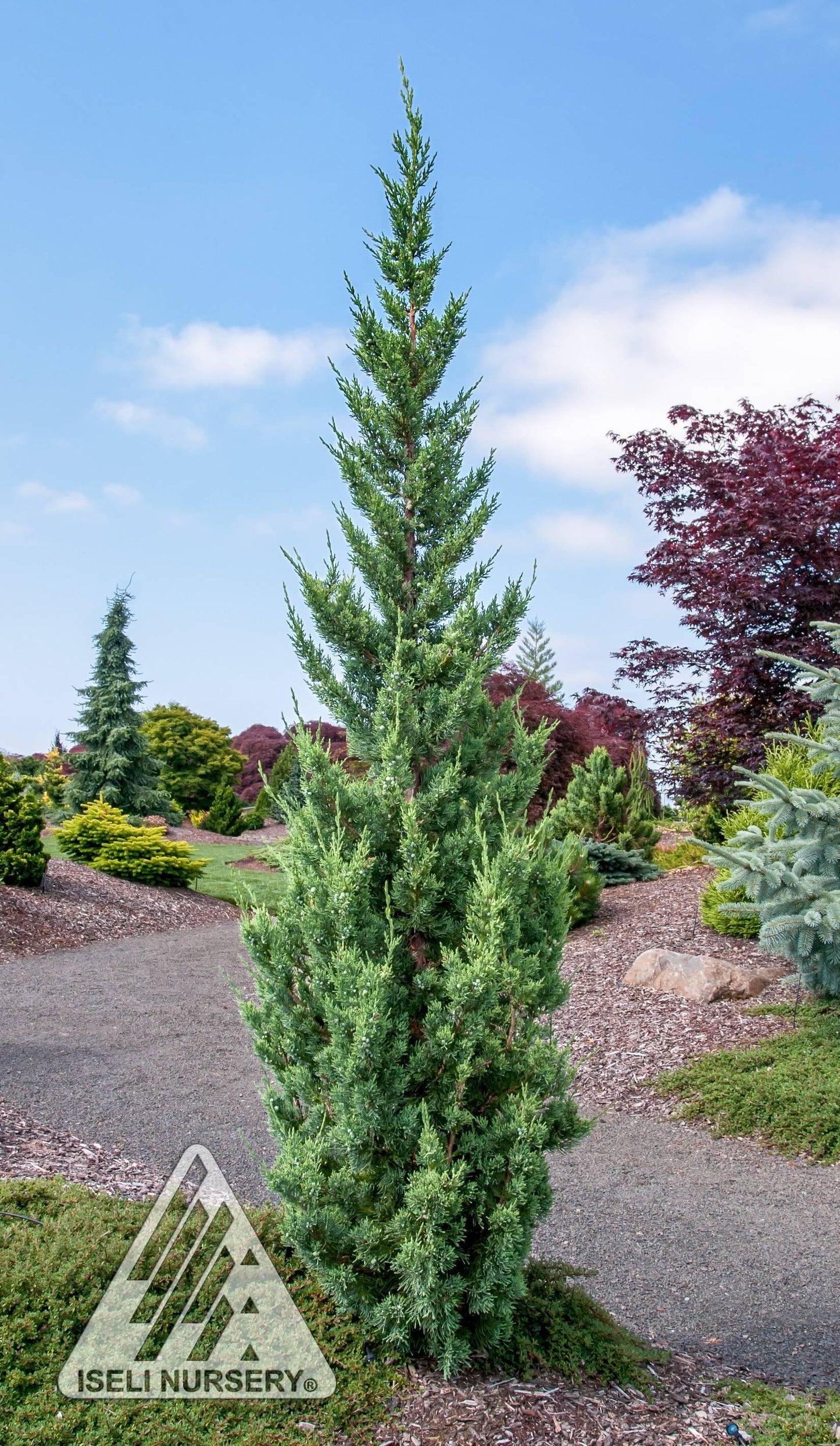 Juniperus Chinensis 'trautman' - View 29 from www redcrocus com