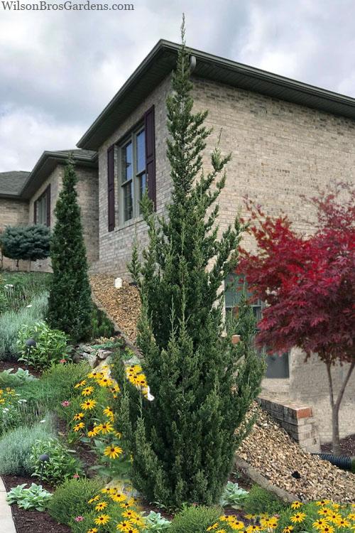 Juniperus Chinensis 'trautman' - View 2 from www redcrocus com