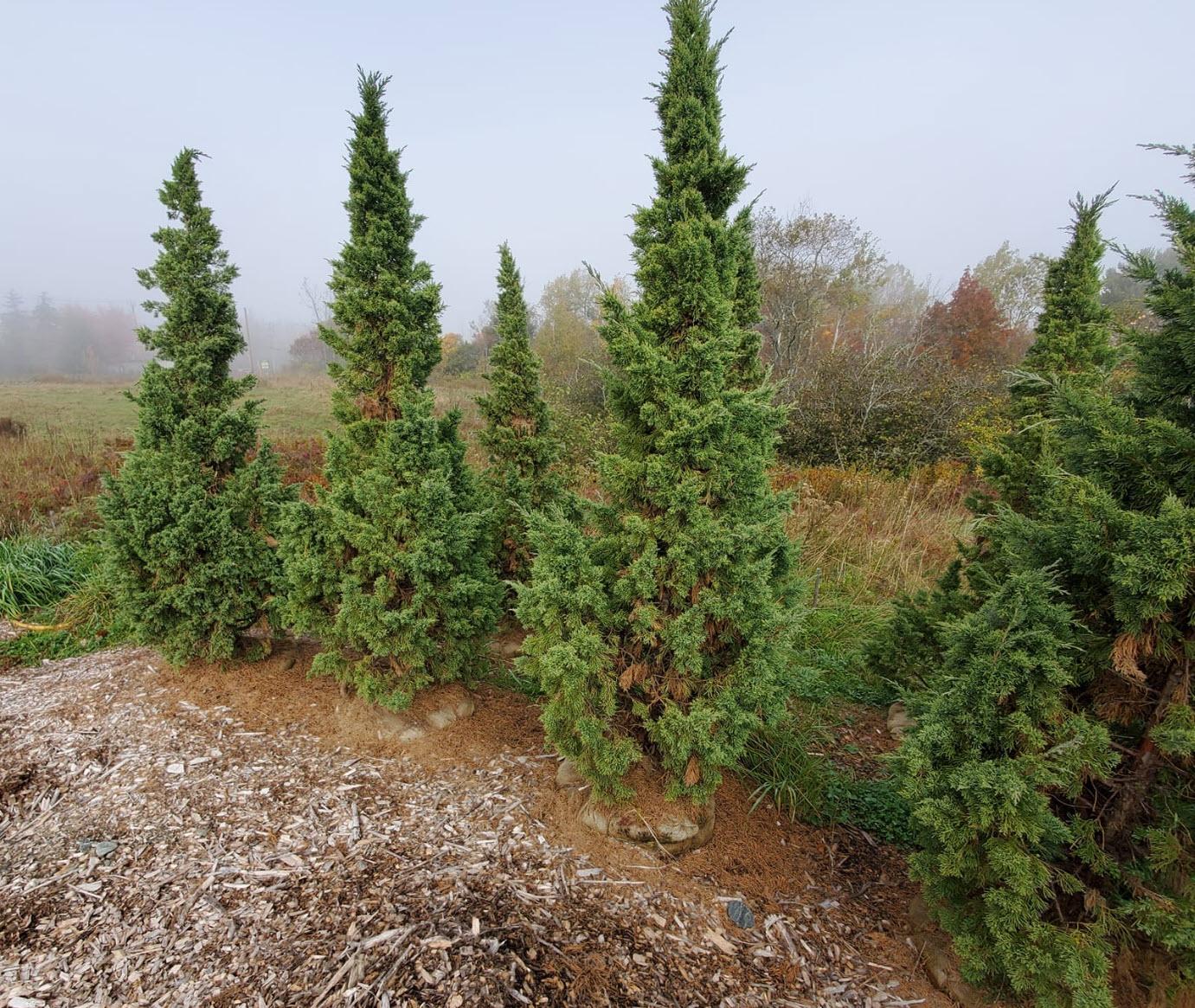 Juniperus Chinensis 'trautman' - View 30 from www redcrocus com