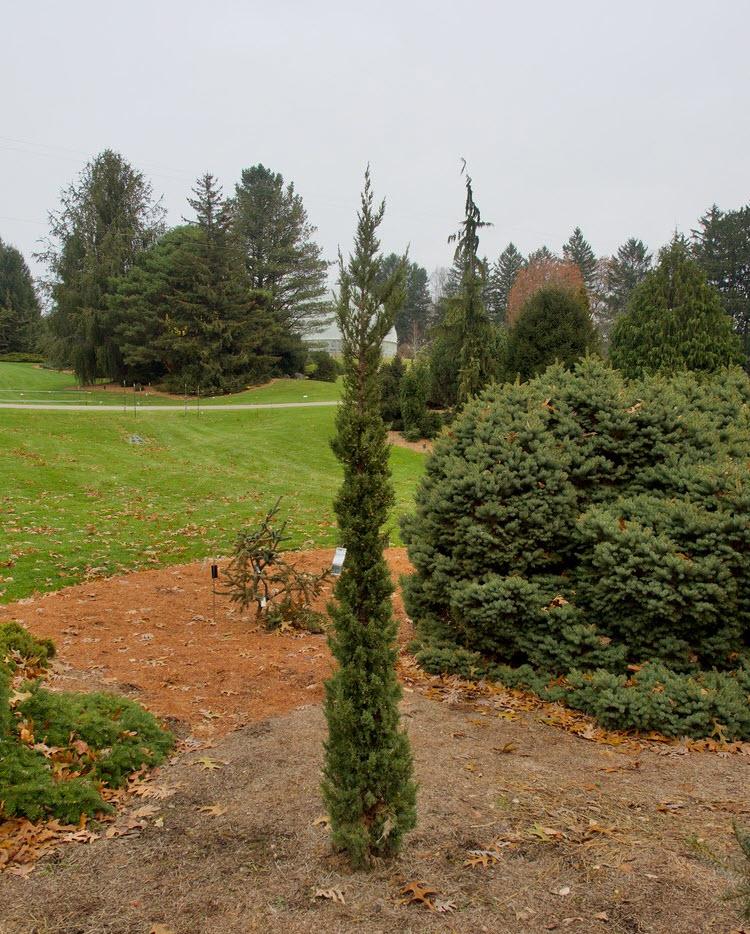 Juniperus Chinensis 'trautman' - View 31 from www redcrocus com