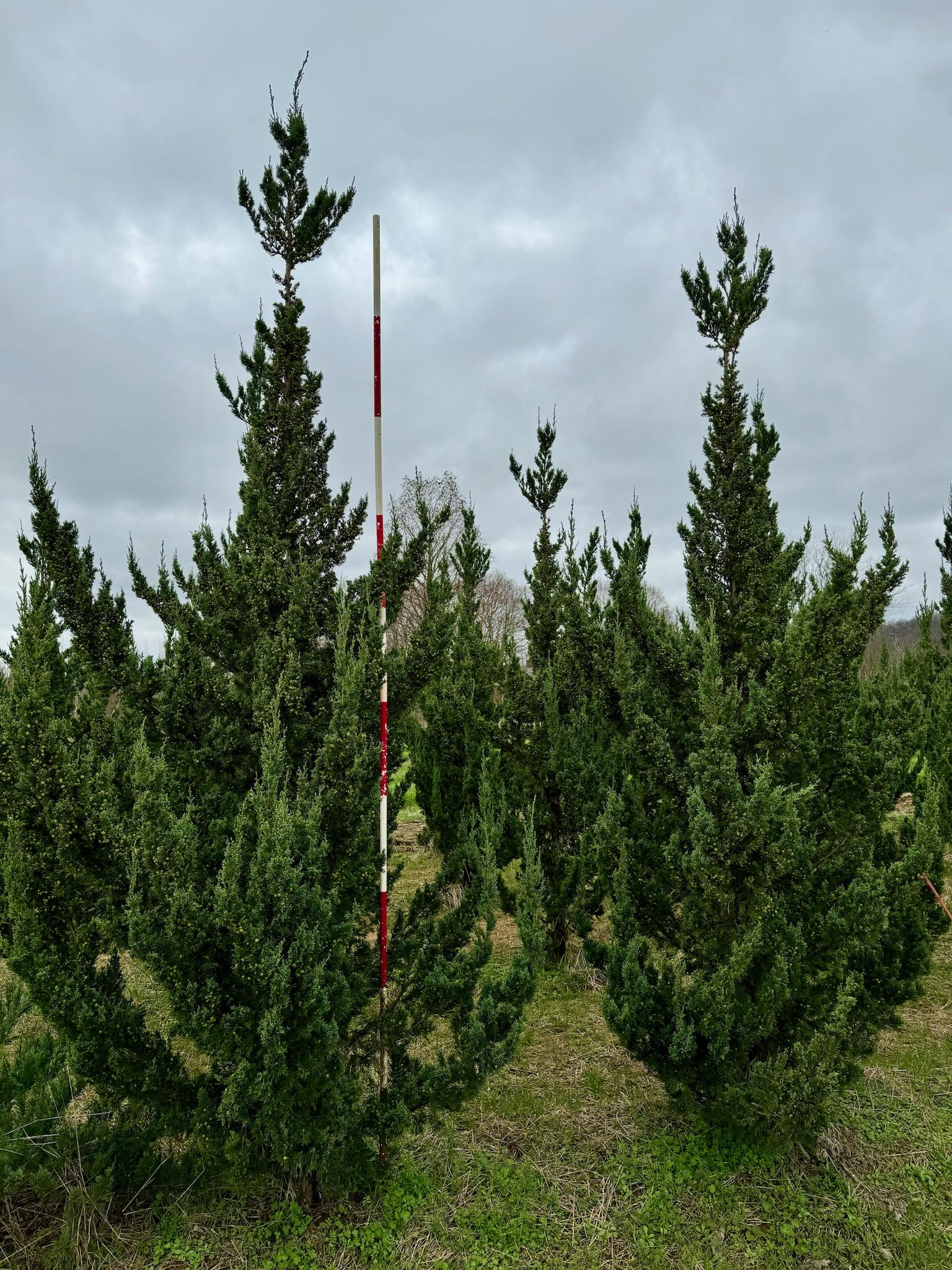 Juniperus Chinensis 'trautman' - View 32 from www redcrocus com
