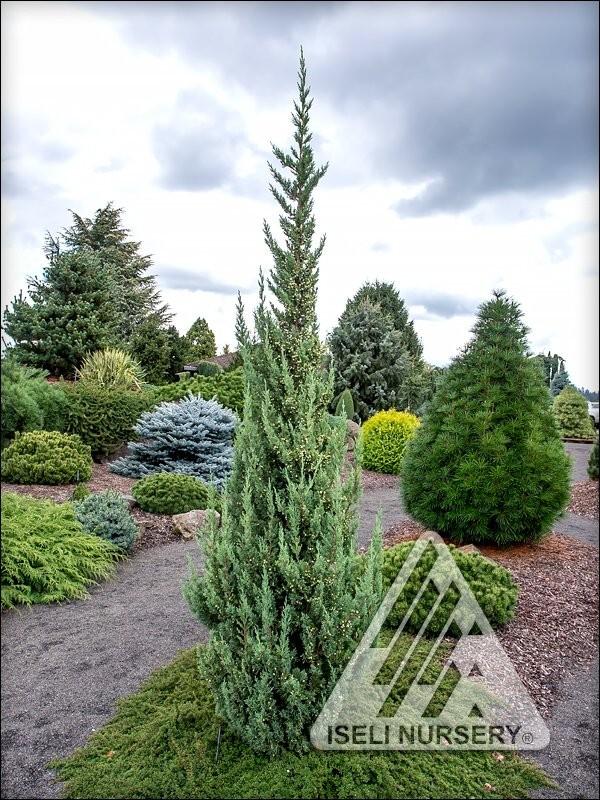 Juniperus Chinensis 'trautman' - View 33 from www redcrocus com