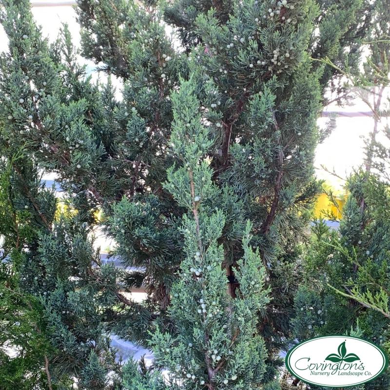 Juniperus Chinensis 'trautman' - View 34 from www redcrocus com