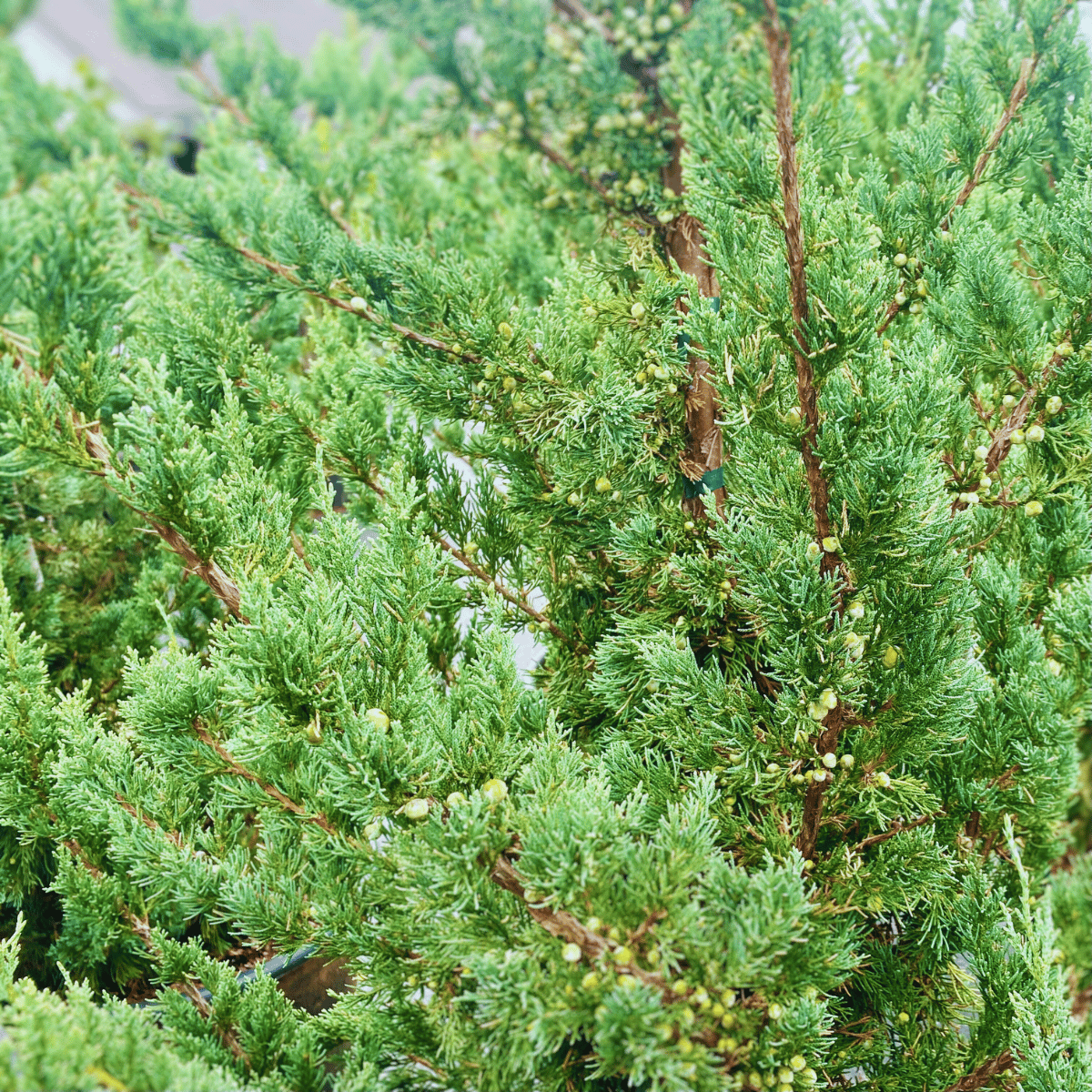 Juniperus Chinensis 'trautman' - View 37 from www redcrocus com