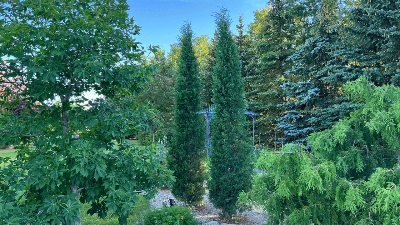 Juniperus Chinensis 'trautman' - View 38 from www redcrocus com