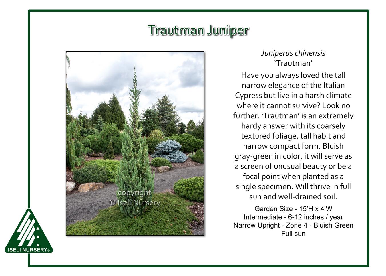 Juniperus Chinensis 'trautman' - View 3 from www redcrocus com