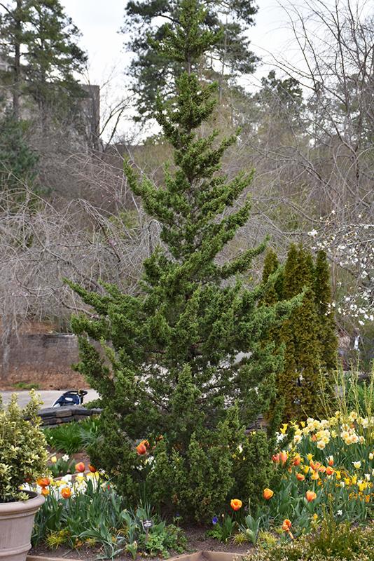 Juniperus Chinensis 'trautman' - View 4 from www redcrocus com