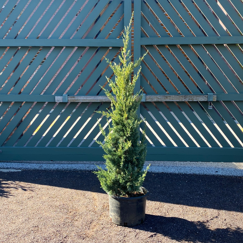 Juniperus Chinensis 'trautman' - View 5 from www redcrocus com