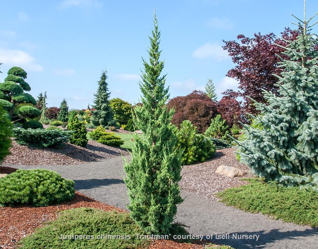 Juniperus Chinensis 'trautman' - View 6 from www redcrocus com