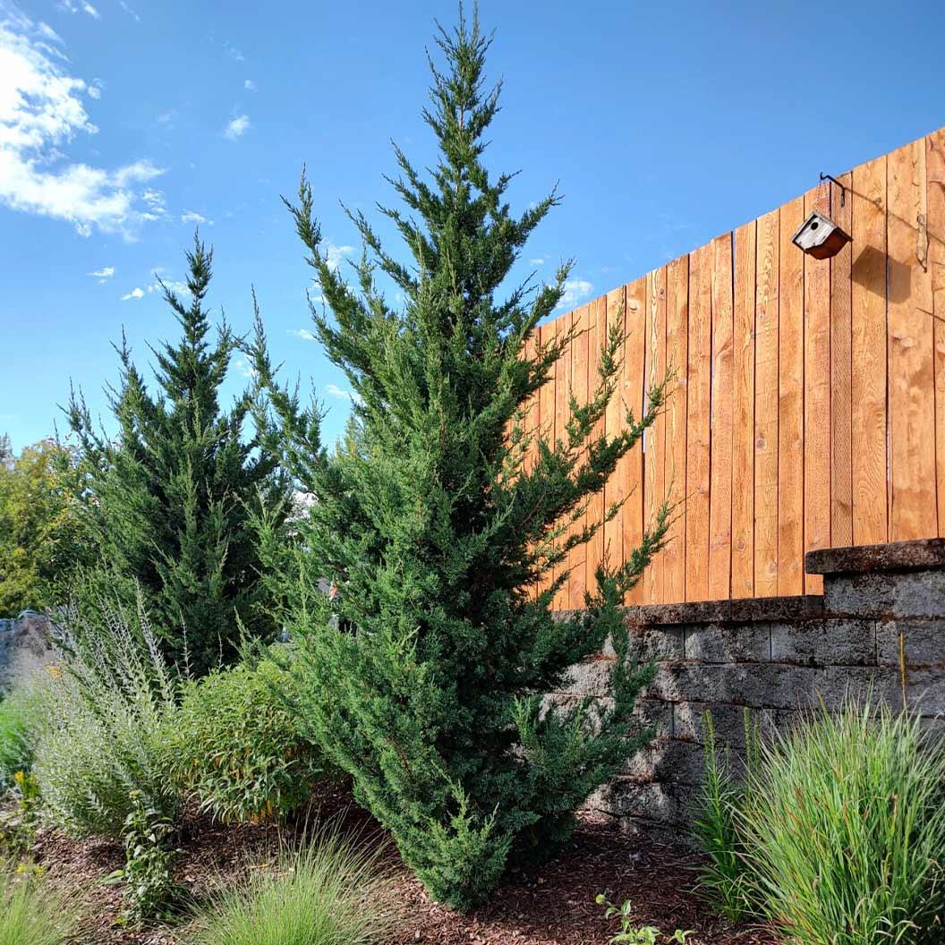 Juniperus Chinensis 'trautman' - View 9 from www redcrocus com