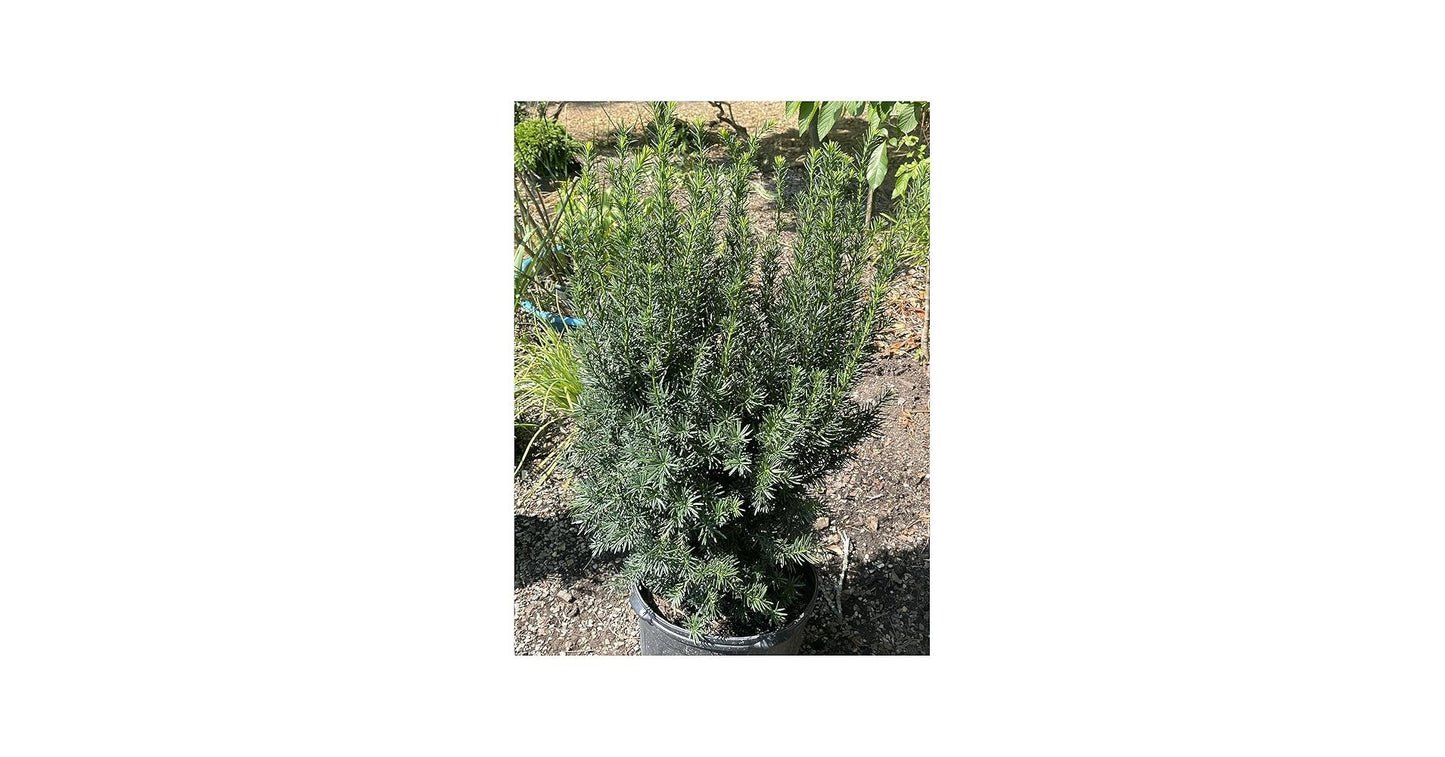 Taxus Media 'majestic' - View 10 from www redcrocus com