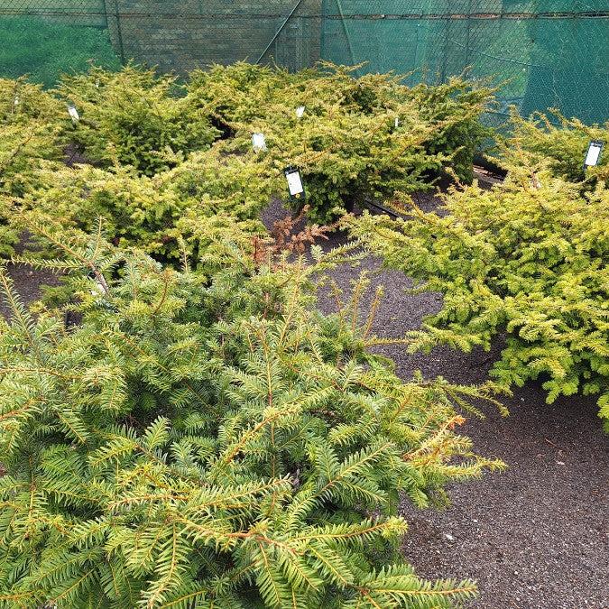 Taxus Media 'majestic' - View 13 from www redcrocus com