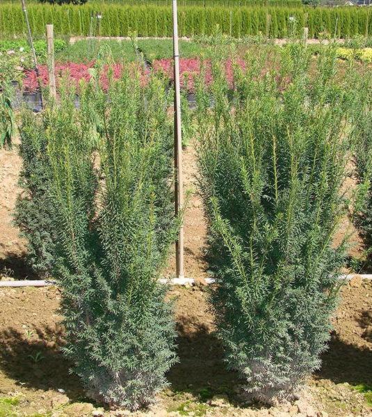 Taxus Media 'majestic' - View 14 from www redcrocus com