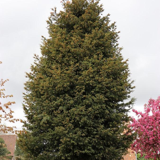 Taxus Media 'majestic' - View 15 from www redcrocus com