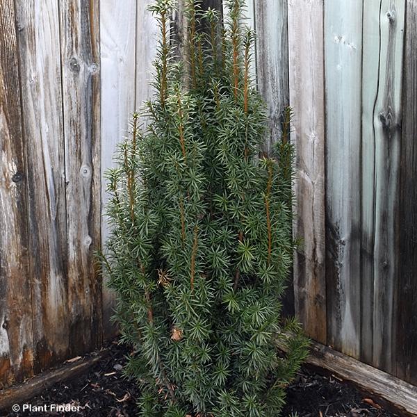 Taxus Media 'majestic' - View 16 from www redcrocus com