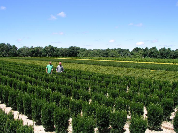 Taxus Media 'majestic' - View 18 from www redcrocus com