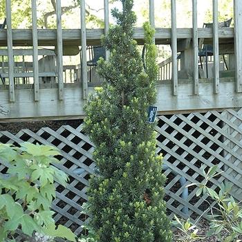 Taxus Media 'majestic' - View 19 from www redcrocus com