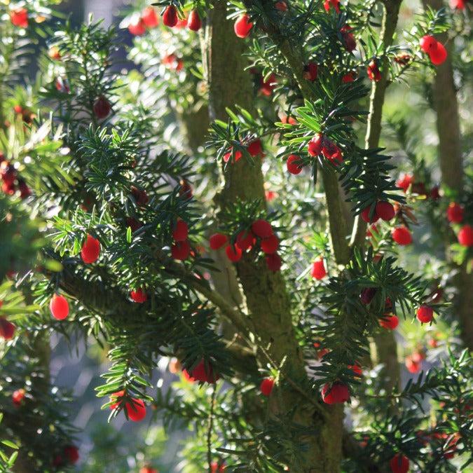 Taxus Media 'majestic' - View 1 from www redcrocus com