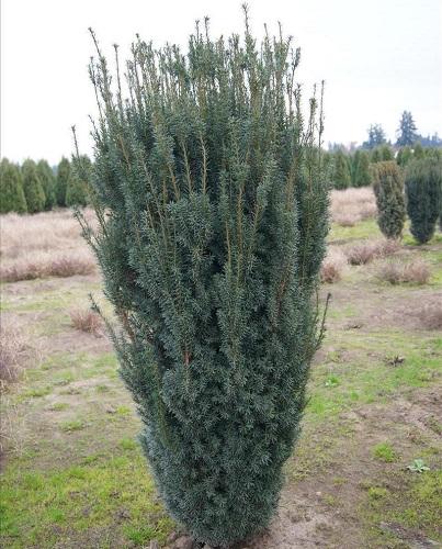 Taxus Media 'majestic' - View 20 from www redcrocus com