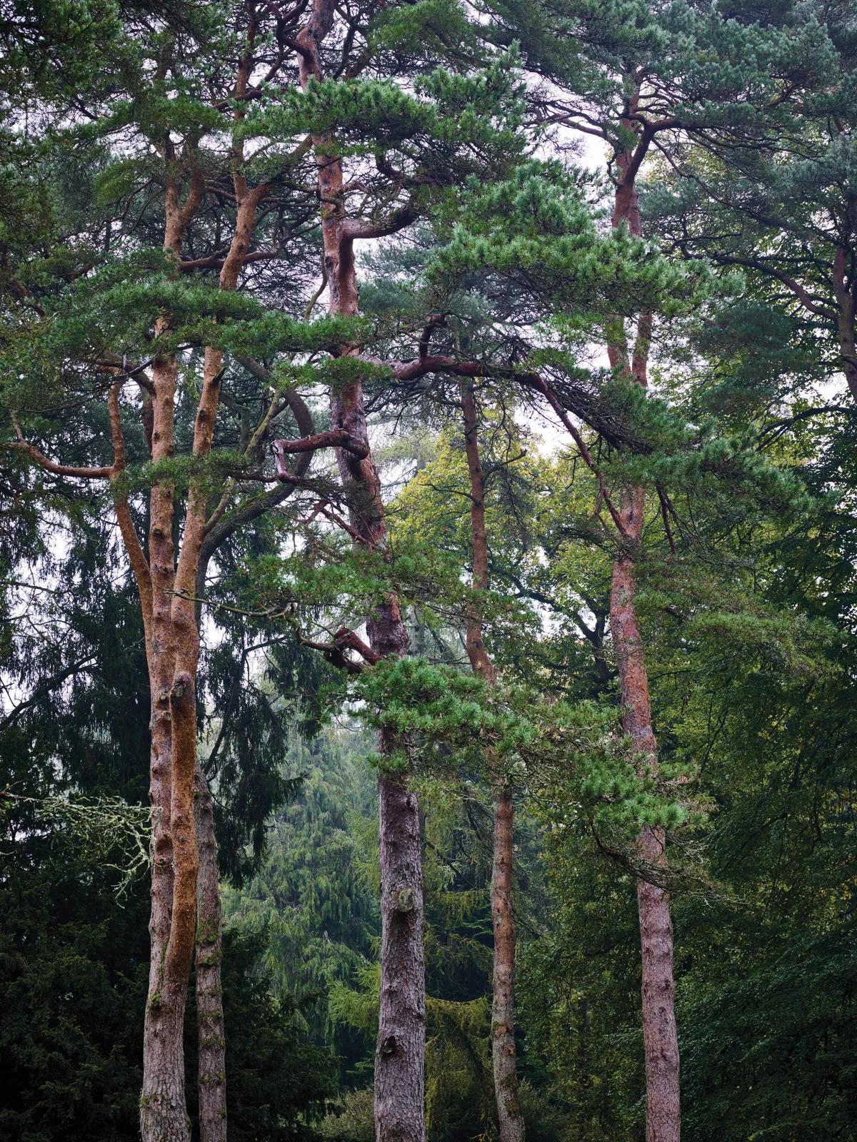 Taxus Media 'majestic' - View 23 from www redcrocus com