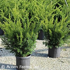 Taxus Media 'majestic' - View 24 from www redcrocus com