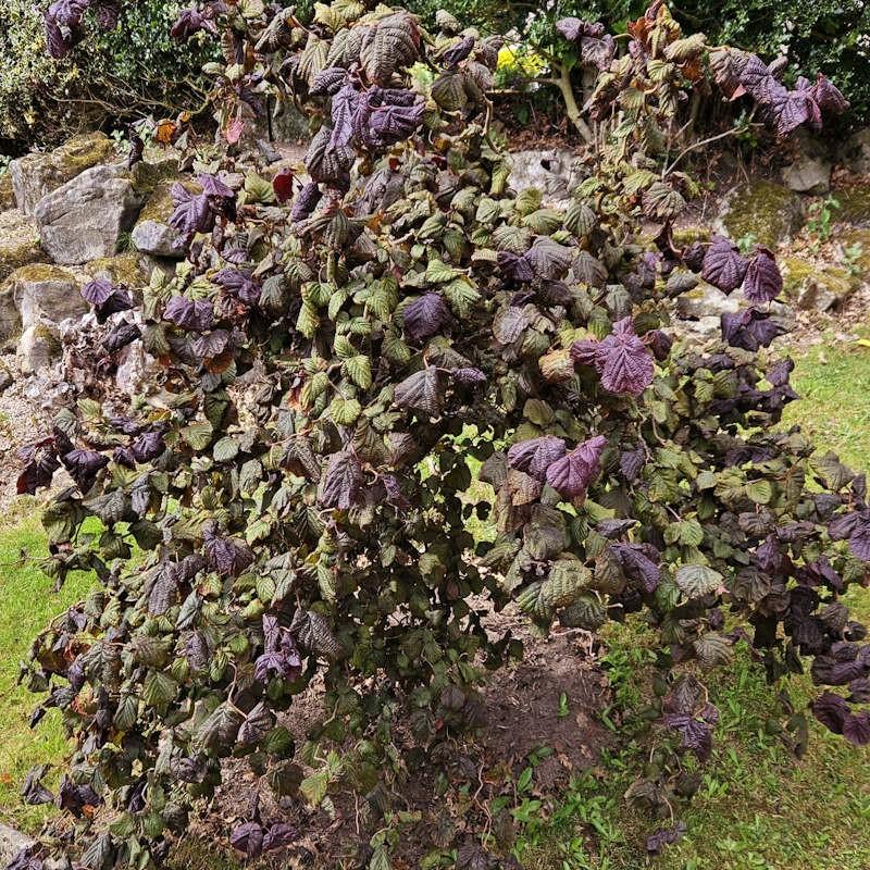 Taxus Media 'majestic' - View 25 from www redcrocus com