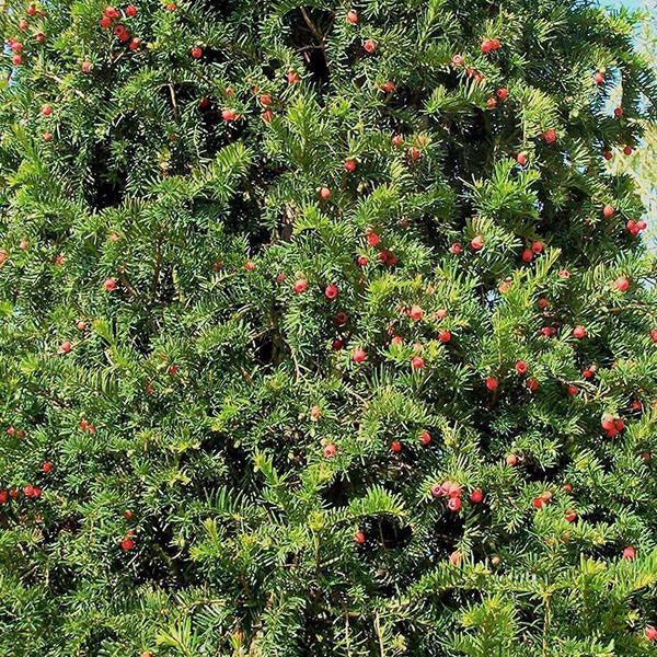 Taxus Media 'majestic' - View 26 from www redcrocus com