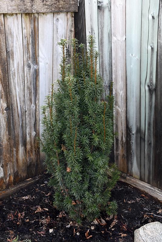 Taxus Media 'majestic' - View 2 from www redcrocus com