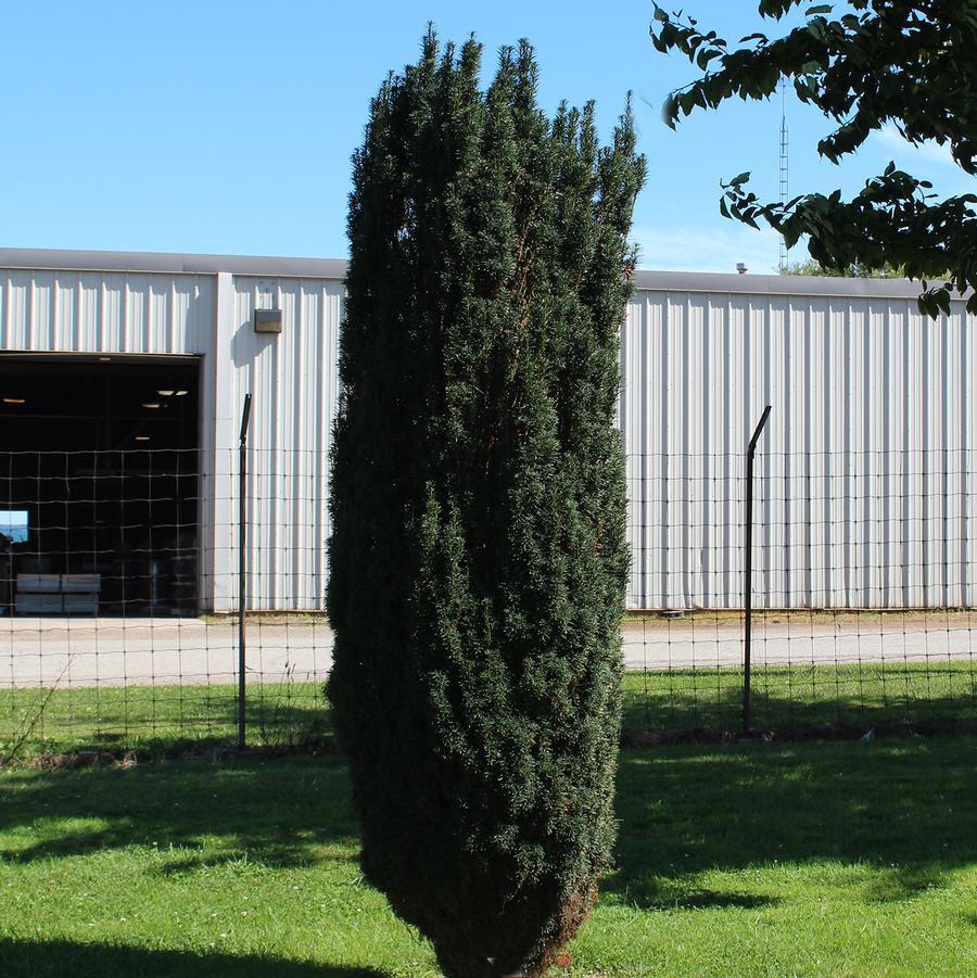 Taxus Media 'majestic' - View 3 from www redcrocus com