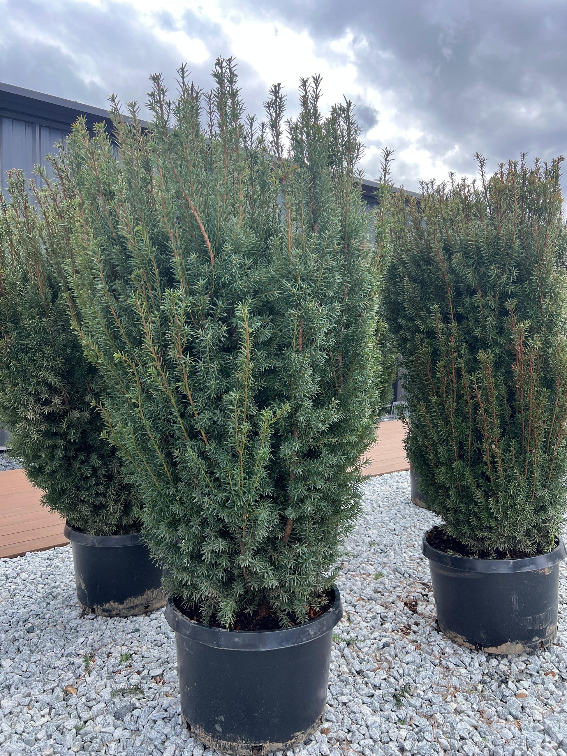 Taxus Media 'majestic' - View 4 from www redcrocus com