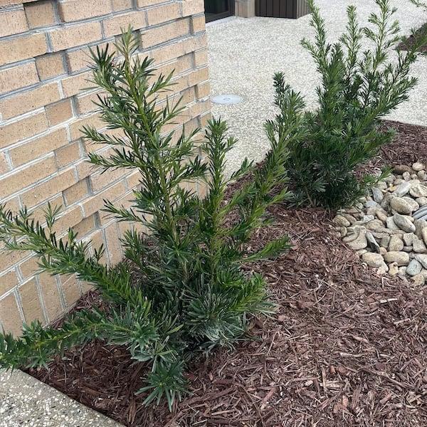 Taxus Media 'majestic' - View 5 from www redcrocus com