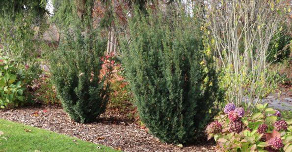 Taxus Media 'majestic' - View 6 from www redcrocus com
