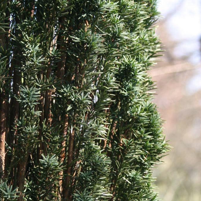 Taxus Media 'majestic' - View 7 from www redcrocus com
