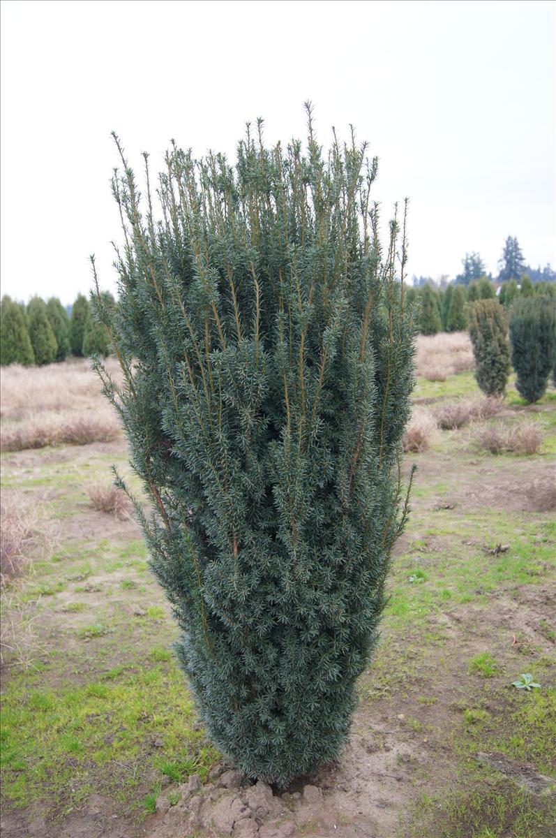Taxus Media 'majestic' - View 8 from www redcrocus com