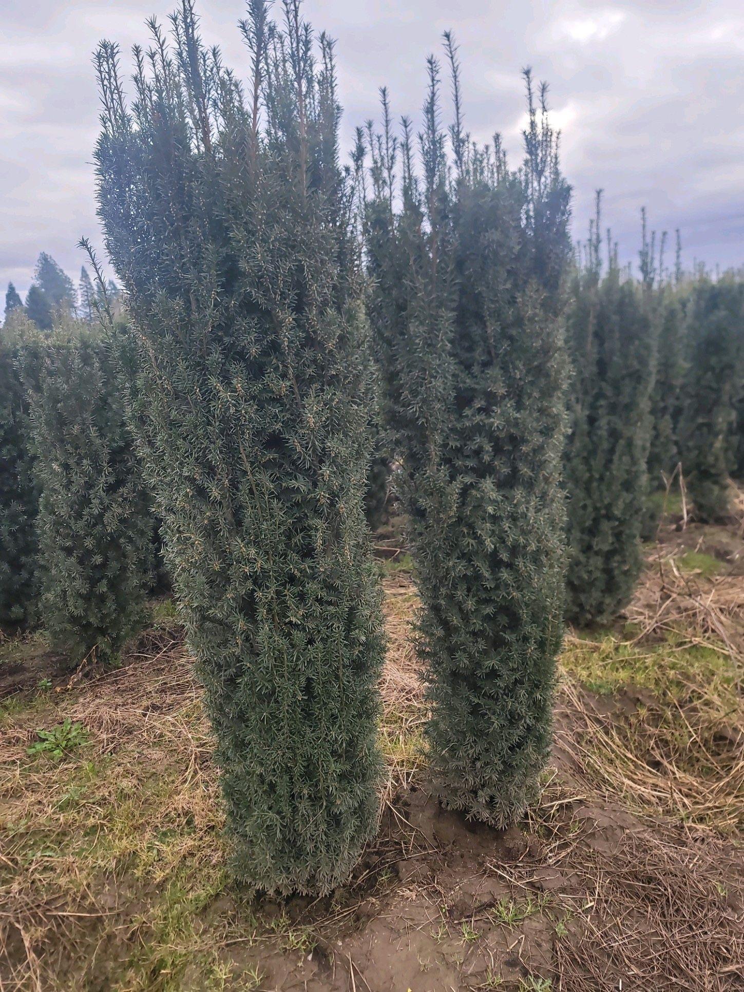 Taxus Media 'majestic' - View 9 from www redcrocus com
