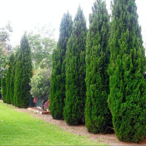 Juniperus Chinensis 'spartan' - View 12 from www redcrocus com