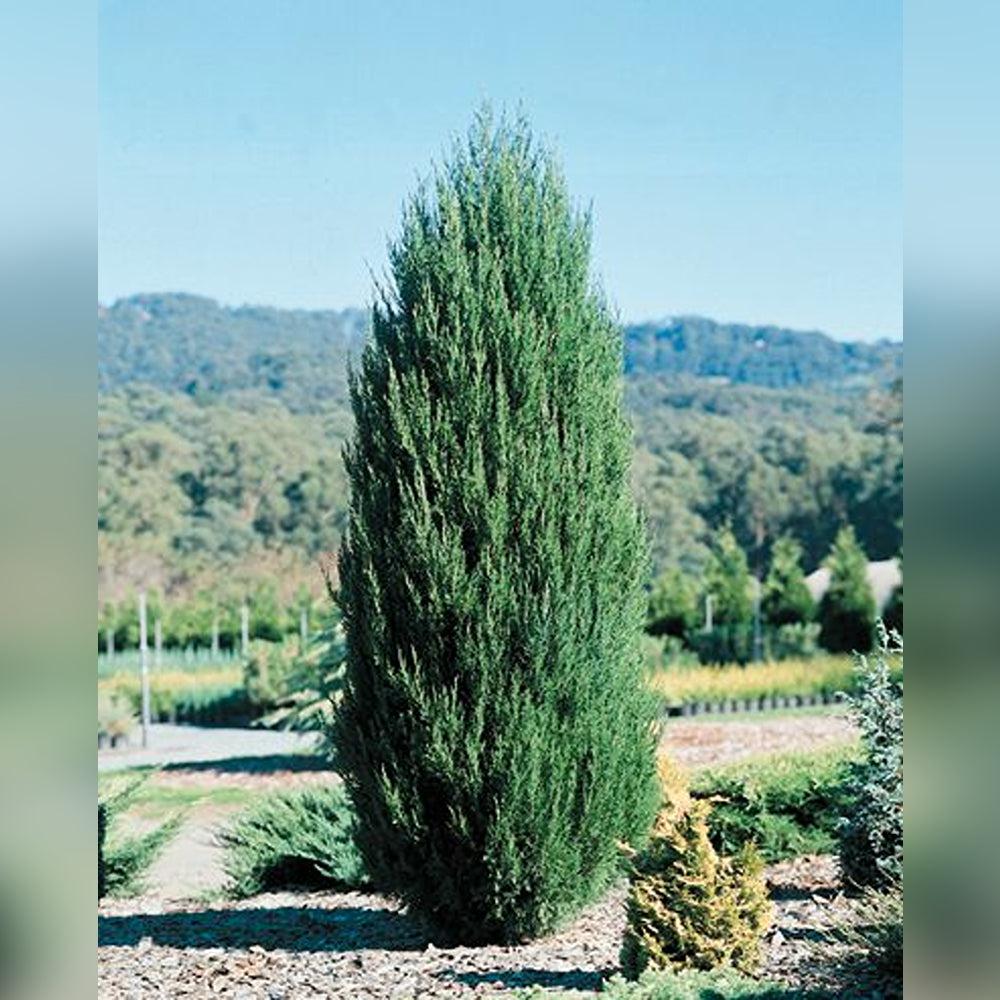 Juniperus Chinensis 'spartan' - View 13 from www redcrocus com