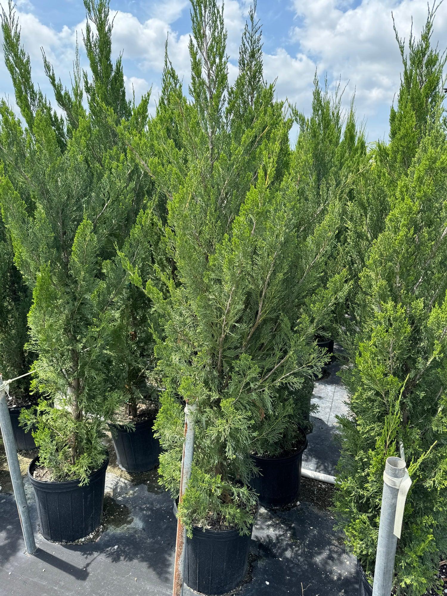 Juniperus Chinensis 'spartan' - View 14 from www redcrocus com