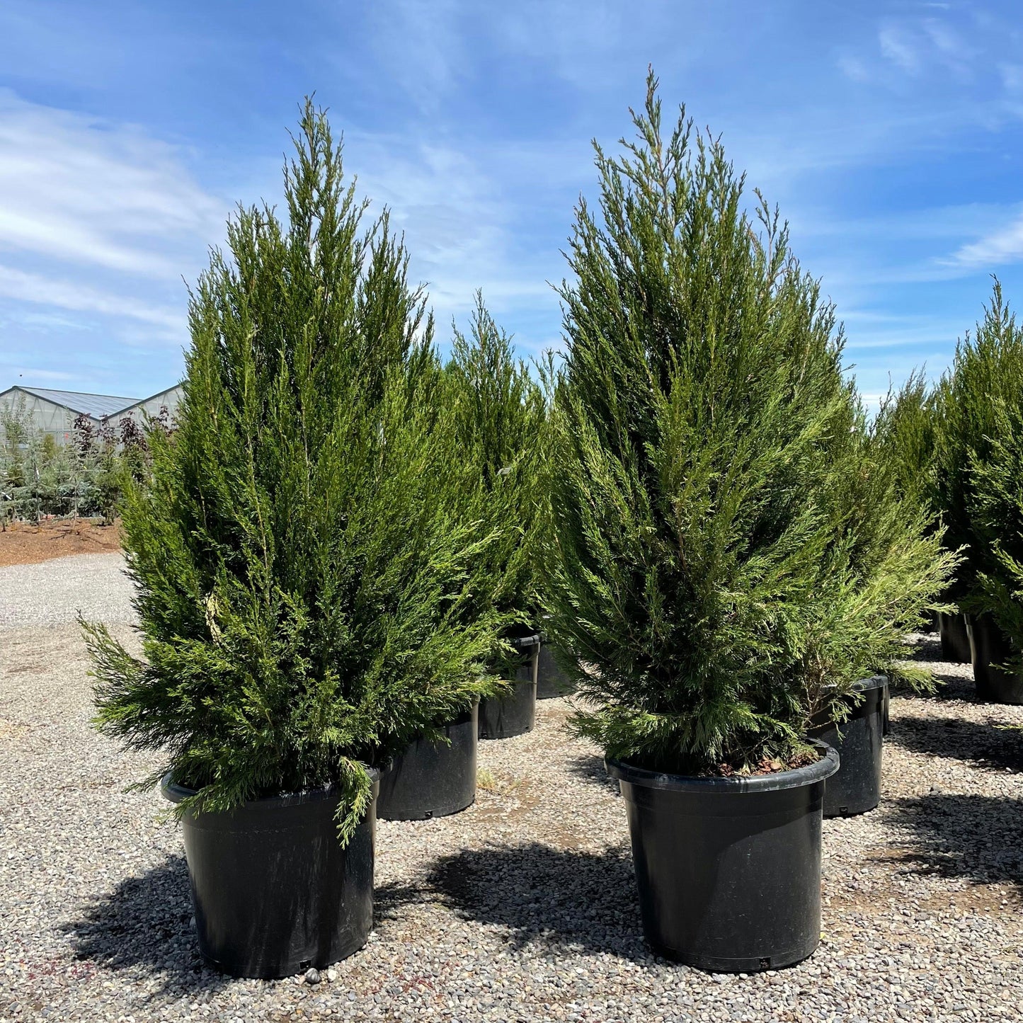 Juniperus Chinensis 'spartan' - View 15 from www redcrocus com