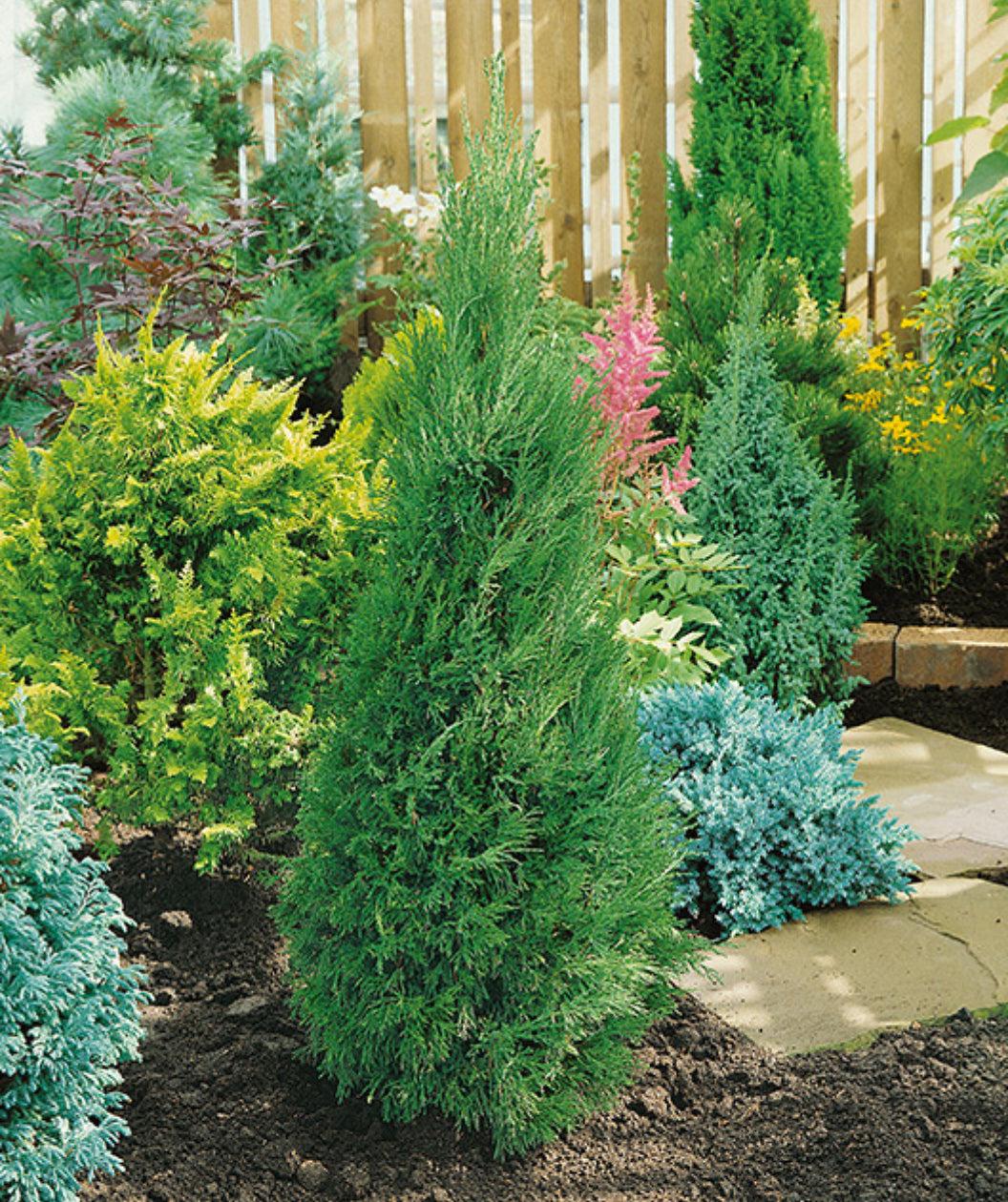 Juniperus Chinensis 'spartan' - View 17 from www redcrocus com